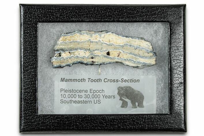 Mammoth Molar Slice With Case - South Carolina #335165